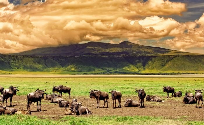 Ngorongoro Crater Day Safari