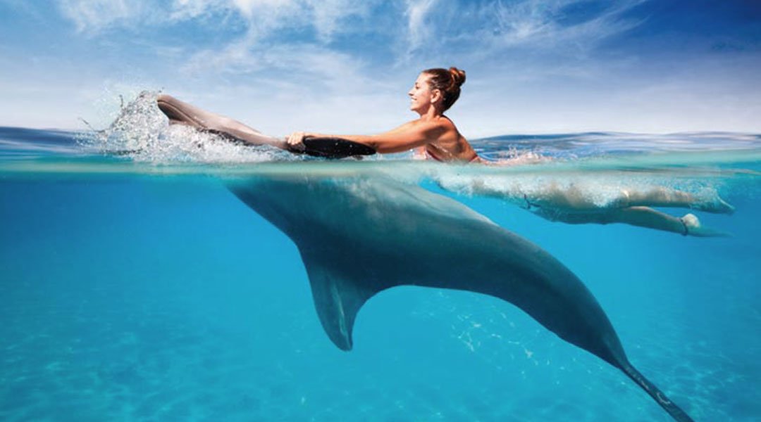 Dolphin Tour