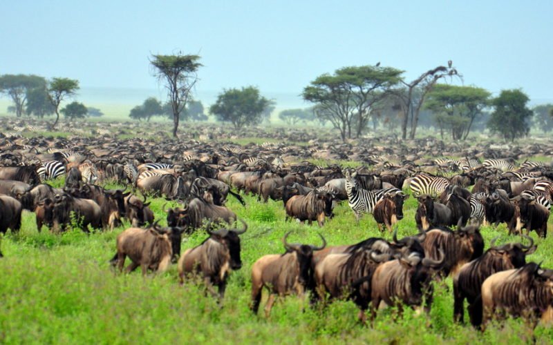 Serengeti National Park Safari