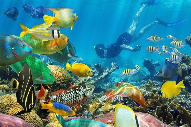 Mnemba Island Tour